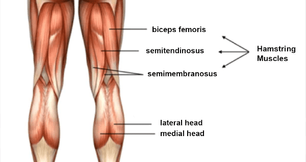 Nhóm cơ đùi sau (nhóm cơ hamstring)