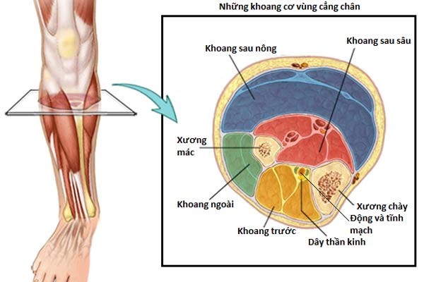 Khoang cơ ở cẳng chân