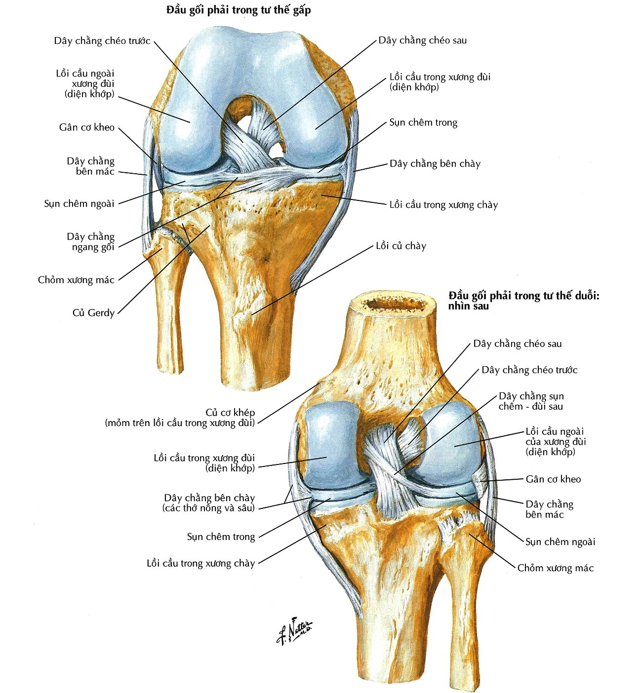 Giải phẫu các dây chằng khớp gối