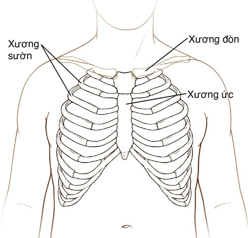 Khung sườn của bạn có 12 đôi xương sườn