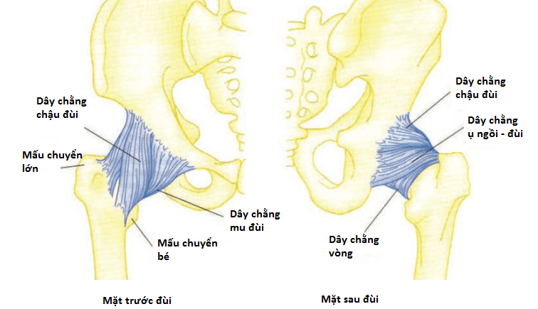 Cấu trúc chung của khớp háng