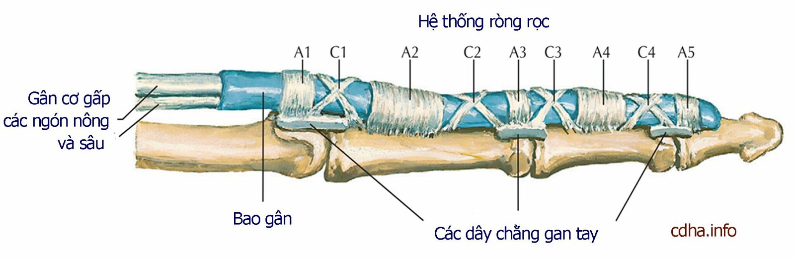 ngón tay bật