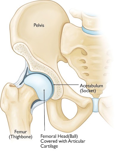 Cấu tạo của khớp háng